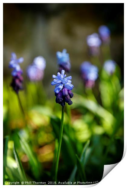 A Flowering Two-Tone Grape Hyacinths. Print by Phill Thornton