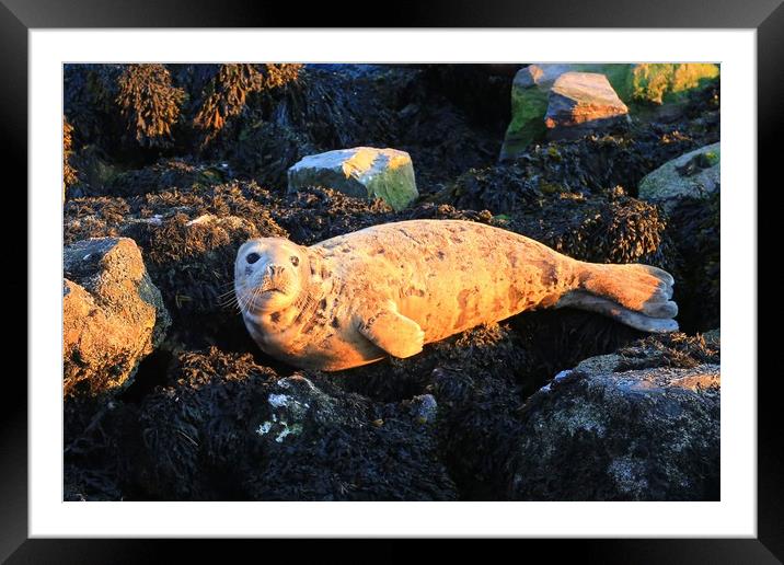 Sunbathing seal in Brixham harbour Framed Mounted Print by Steve Mantell
