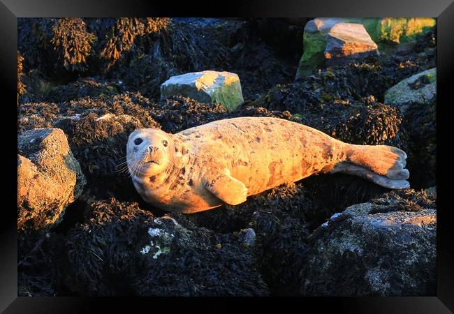 Sunbathing seal in Brixham harbour Framed Print by Steve Mantell