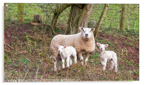 Ewe And Lambs Acrylic by Edward Kilmartin