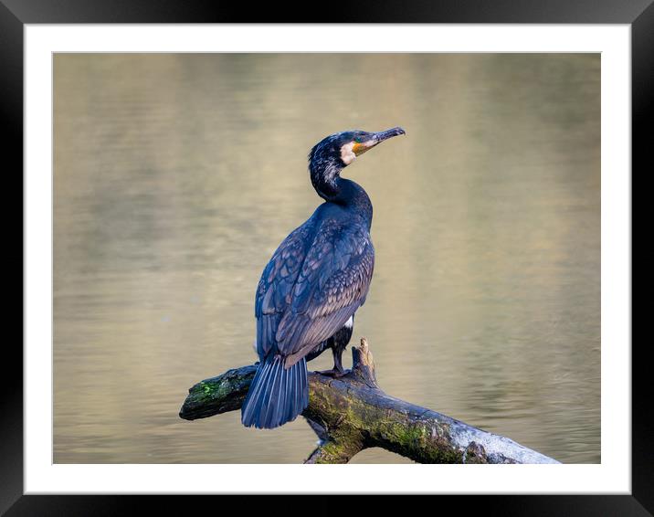 Cormorant at Bosherston Lily Ponds, Pembrokeshire. Framed Mounted Print by Colin Allen
