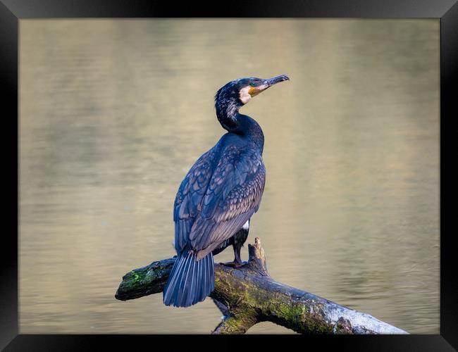 Cormorant at Bosherston Lily Ponds, Pembrokeshire. Framed Print by Colin Allen