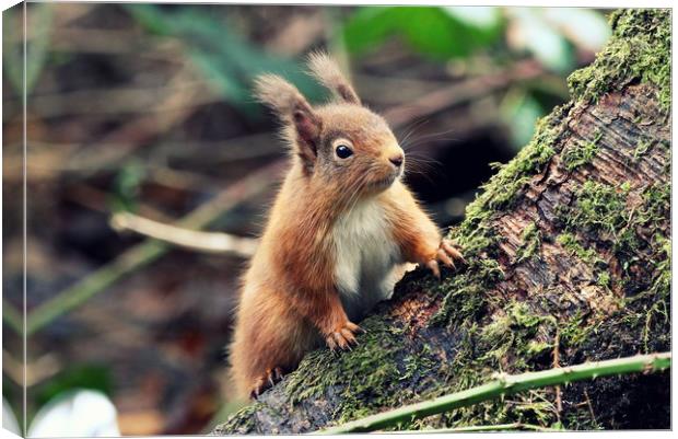 Red Squirrel in a Woodland (Scotland) Canvas Print by Claire Cameron