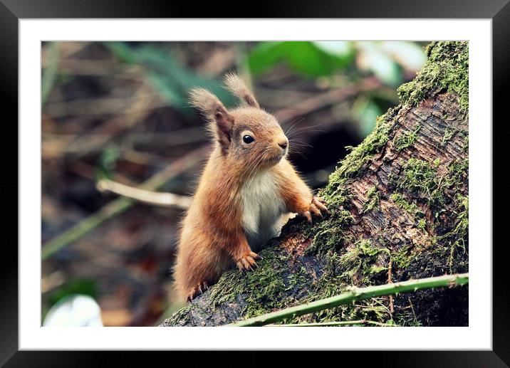 Red Squirrel in a Woodland (Scotland) Framed Mounted Print by Claire Cameron