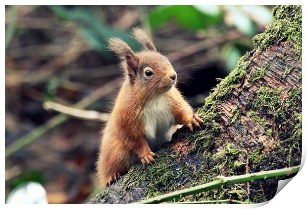 Red Squirrel in a Woodland (Scotland) Print by Claire Cameron