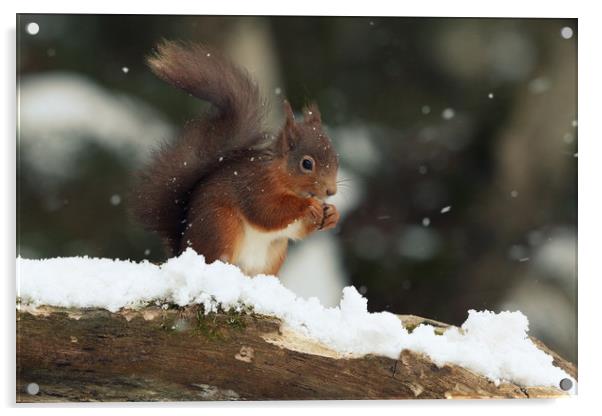 Red Squirrel in the Snow (Aberdeenshire, Scotland) Acrylic by Claire Cameron