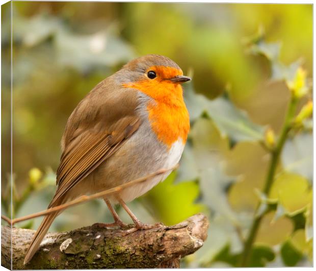 Well Fed Robin Canvas Print by Jonathan Thirkell