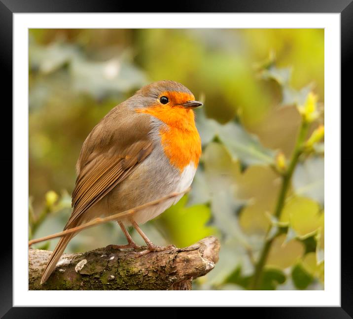 Well Fed Robin Framed Mounted Print by Jonathan Thirkell