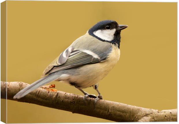 Coal Tit In The Sun Canvas Print by Jonathan Thirkell
