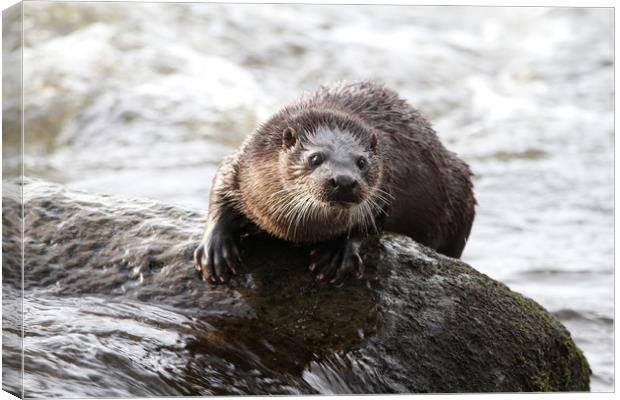 Otter in the river (Aberdeen, Scotland) Canvas Print by Claire Cameron