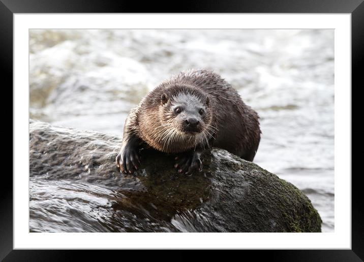 Otter in the river (Aberdeen, Scotland) Framed Mounted Print by Claire Cameron