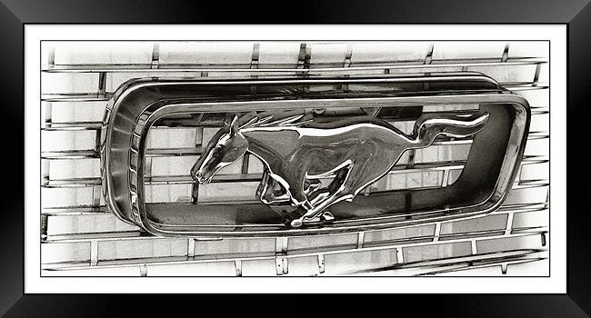 Mustang Framed Print by Sam Smith