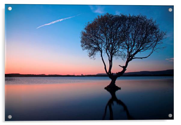                                The Lonely Tree Acrylic by jason jones