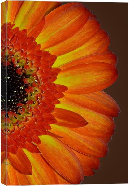 Orange Gerbera Canvas Print by Donna Collett