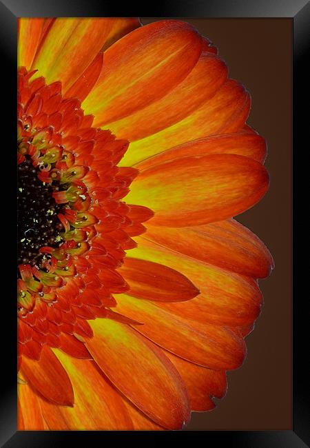 Orange Gerbera Framed Print by Donna Collett