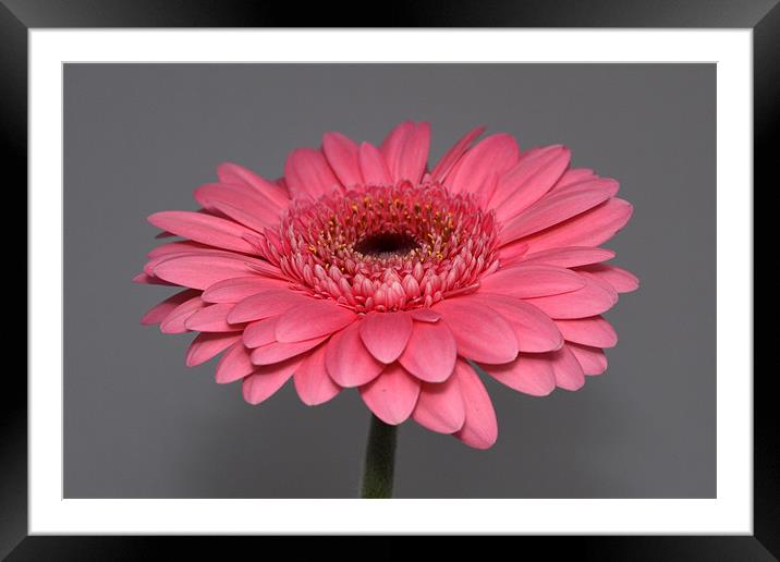 Pink Gerbera Framed Mounted Print by Donna Collett