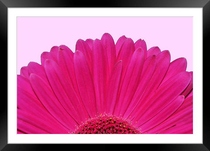 Bright Pink Gerbera Framed Mounted Print by Donna Collett