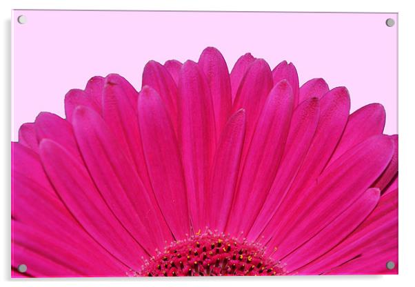 Bright Pink Gerbera Acrylic by Donna Collett