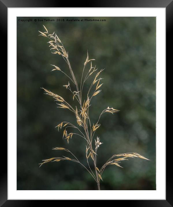The Simplicity of nature Framed Mounted Print by Sue Totham