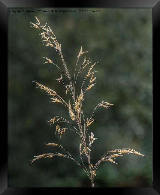 The Simplicity of nature Framed Print by Sue Totham