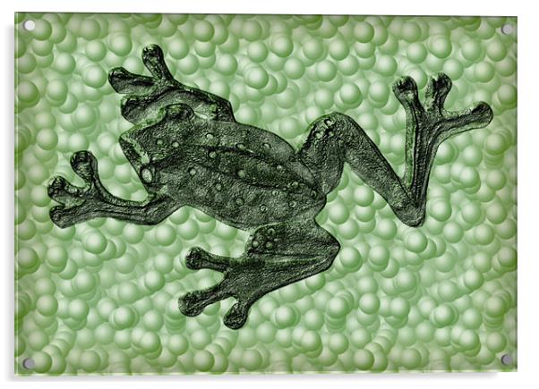 frog Acrylic by Heather Newton