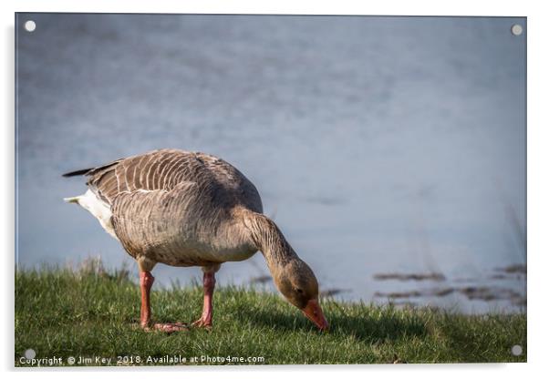 Greylag Goose - Feeding Acrylic by Jim Key