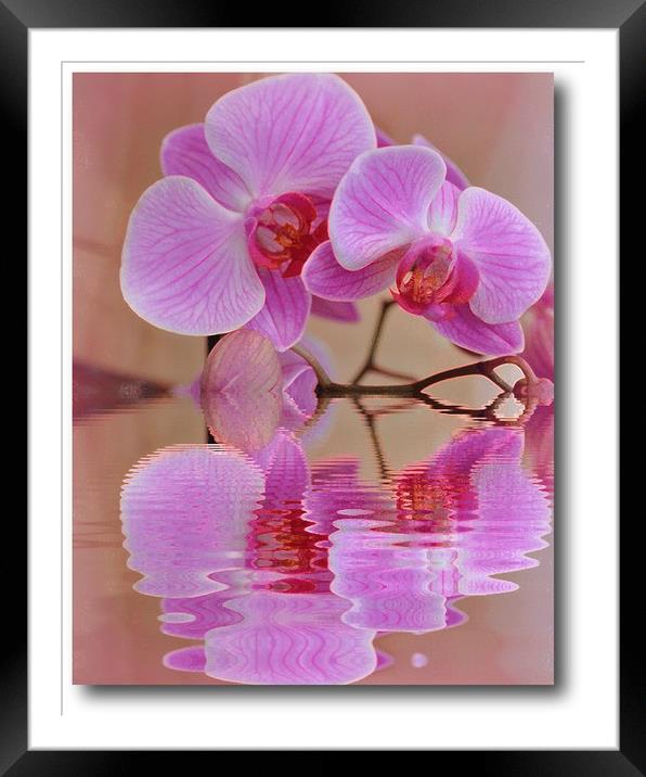 orchids reflected Framed Mounted Print by sue davies