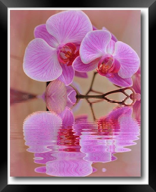 orchids reflected Framed Print by sue davies