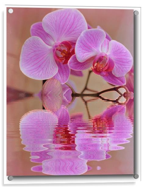 orchids reflected Acrylic by sue davies