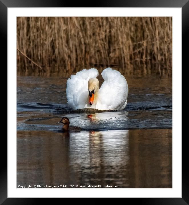 Aggressive Swan Framed Mounted Print by Philip Hodges aFIAP ,