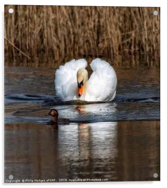 Aggressive Swan Acrylic by Philip Hodges aFIAP ,