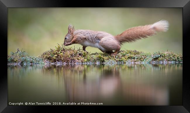 Red squirrel dancing Framed Print by Alan Tunnicliffe