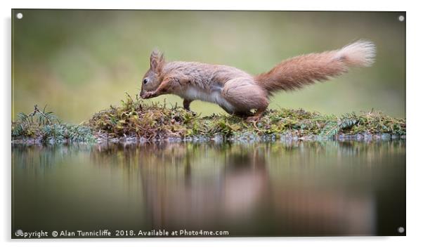 Red squirrel dancing Acrylic by Alan Tunnicliffe