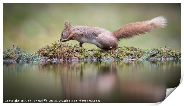 Red squirrel dancing Print by Alan Tunnicliffe