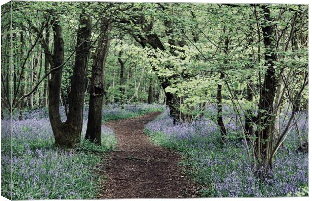 Spring bluebells Canvas Print by Louise Stainer