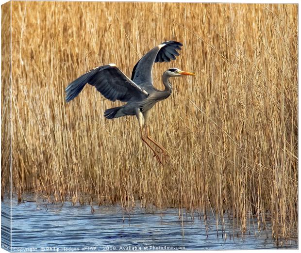heron landing Canvas Print by Philip Hodges aFIAP ,