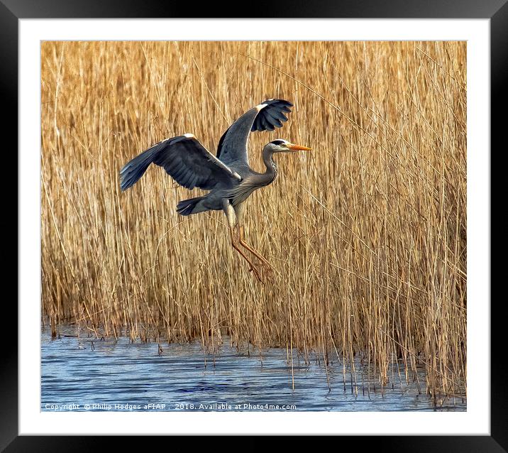 heron landing Framed Mounted Print by Philip Hodges aFIAP ,