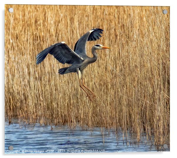 heron landing Acrylic by Philip Hodges aFIAP ,