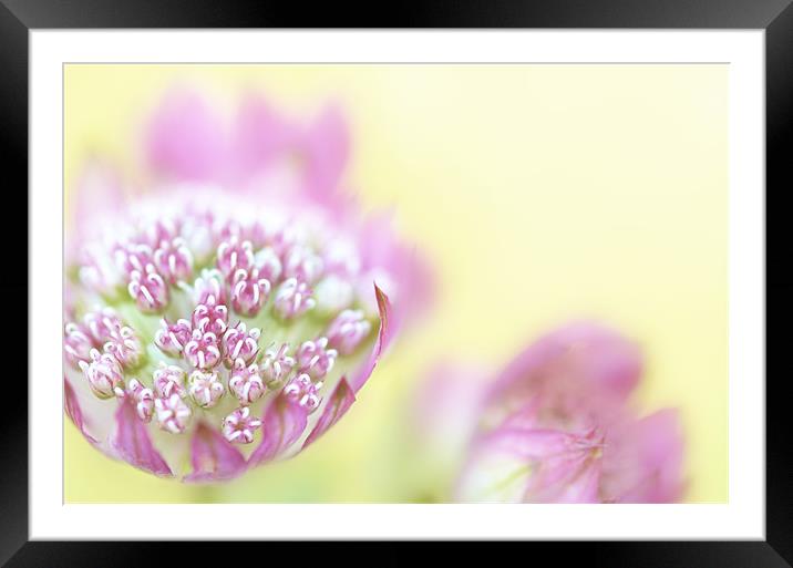 Astrantia Framed Mounted Print by Martin Williams