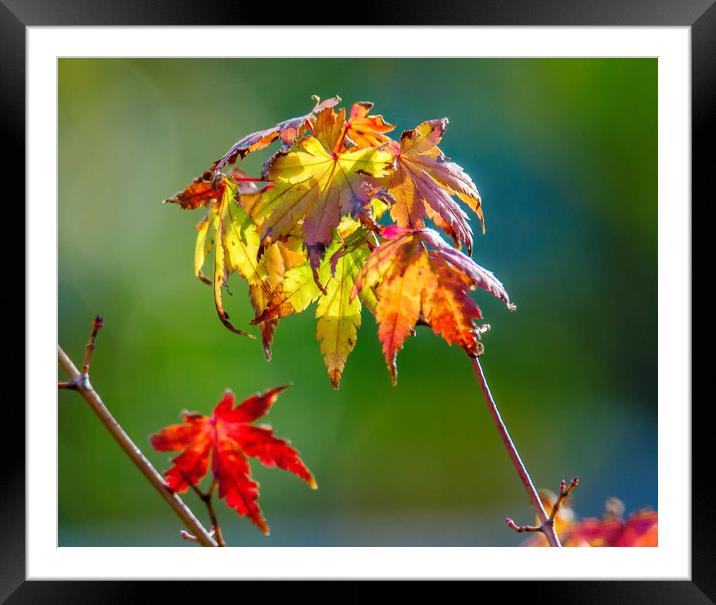 Autumn Maple Leaves Framed Mounted Print by Gary chadbond