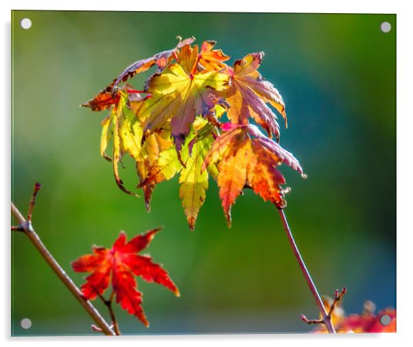 Autumn Maple Leaves Acrylic by Gary chadbond