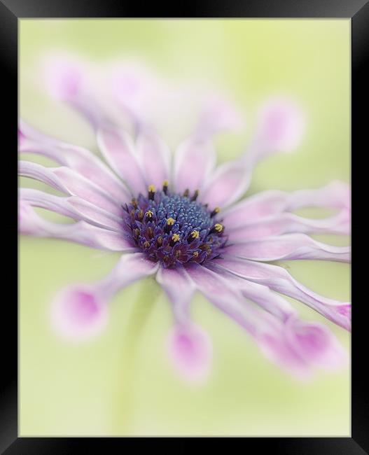 Osteospermum Whirligig Framed Print by Martin Williams