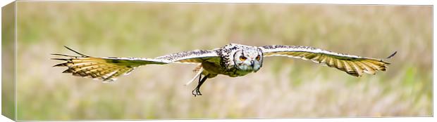 European eagle-owl Canvas Print by Gary chadbond