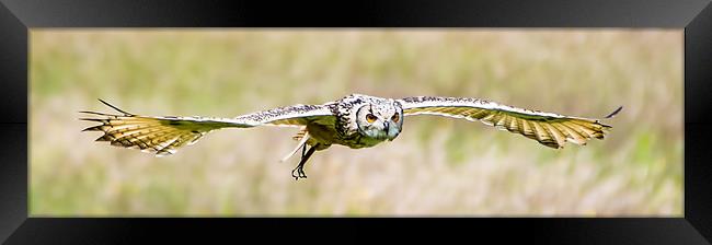 European eagle-owl Framed Print by Gary chadbond