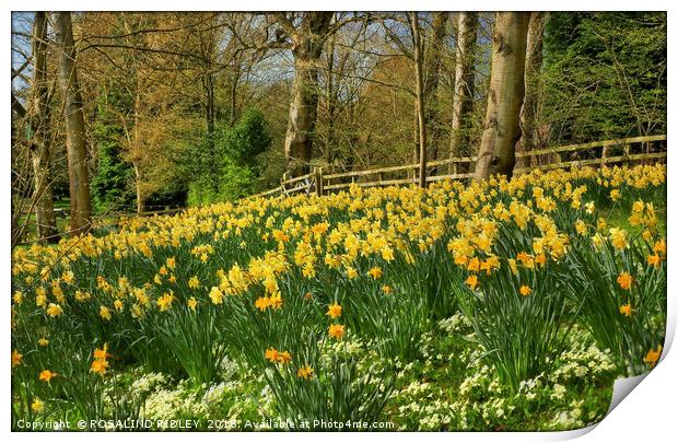 "Daffodils at the woods" Print by ROS RIDLEY