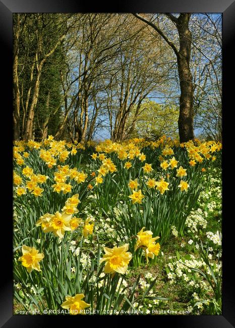 "Daffodils in the wood" Framed Print by ROS RIDLEY
