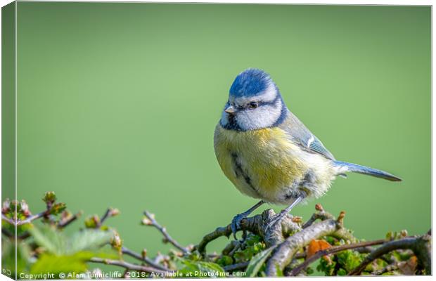Portrait of a blue tit Canvas Print by Alan Tunnicliffe