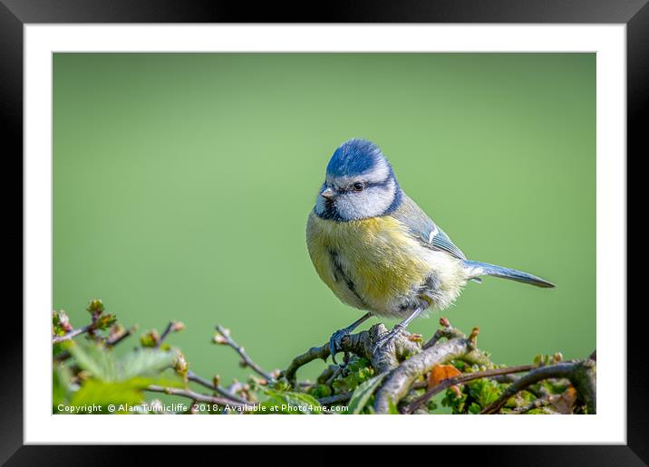 Portrait of a blue tit Framed Mounted Print by Alan Tunnicliffe