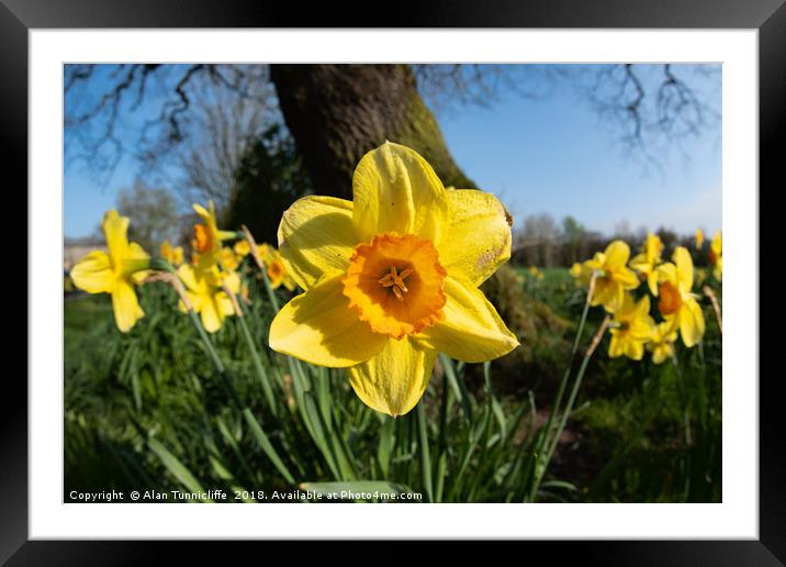 Daffodils in the sun Framed Mounted Print by Alan Tunnicliffe