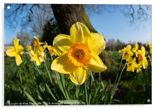 Daffodils in the sun Acrylic by Alan Tunnicliffe